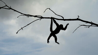 Maymun kavga çıkardı: 20 ölü, 50 yaralı!