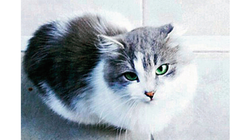 'Kedi Osman' boşanma protokolünde