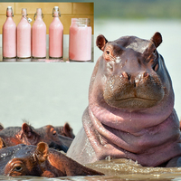 Henüz 5 yaşında 95 kilo, işte ülkenin en büyük köpeği