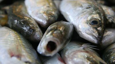 'Hamsi olmadan asla...'