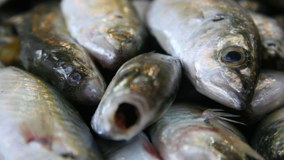 'Hamsi olmadan asla...'