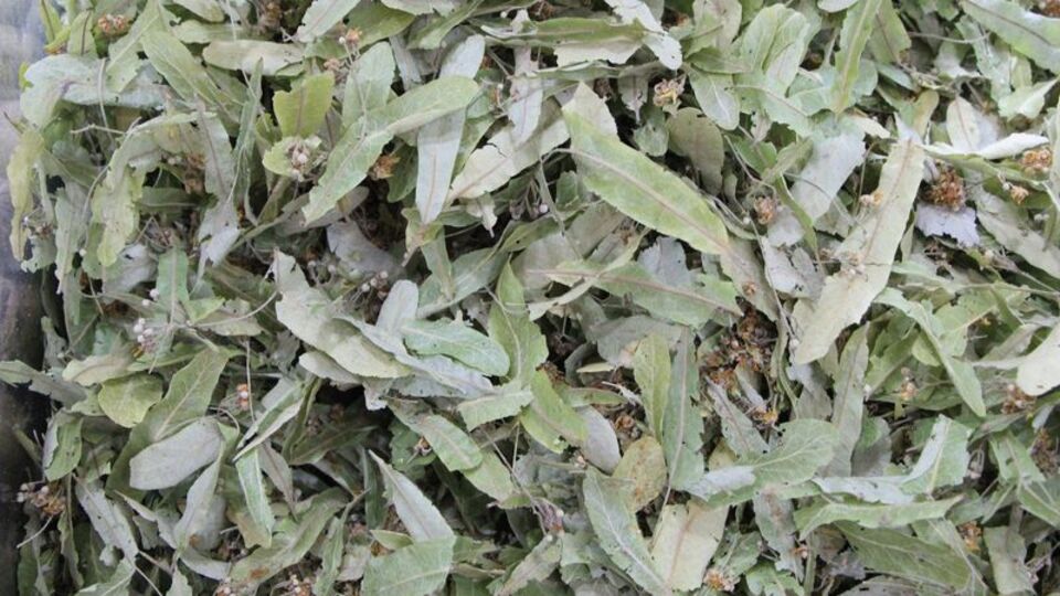 'Ihlamurda mikrobiyolojik kirlenmeye dikkat!'