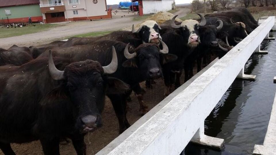 1 milyondan 100 bine düştü!