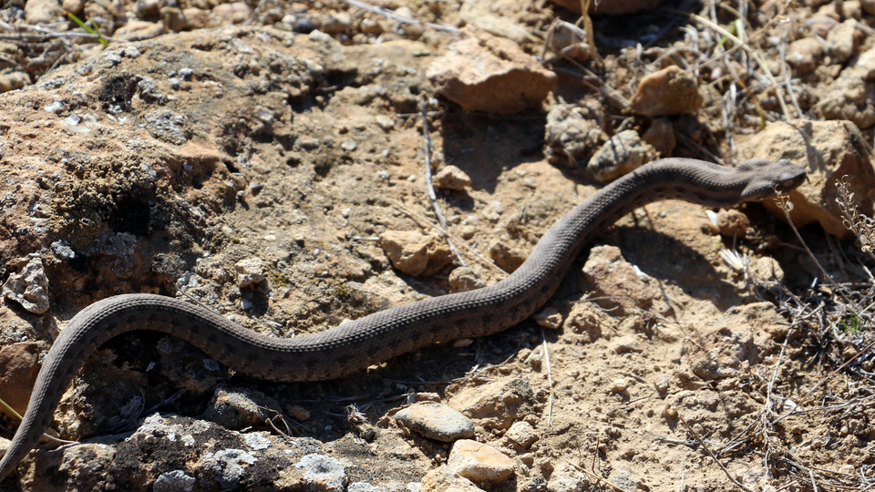 "Koca engerek" Ağrı dağında görüntülendi