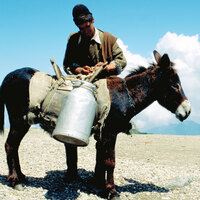 Eşek sütünün faydaları nelerdir?