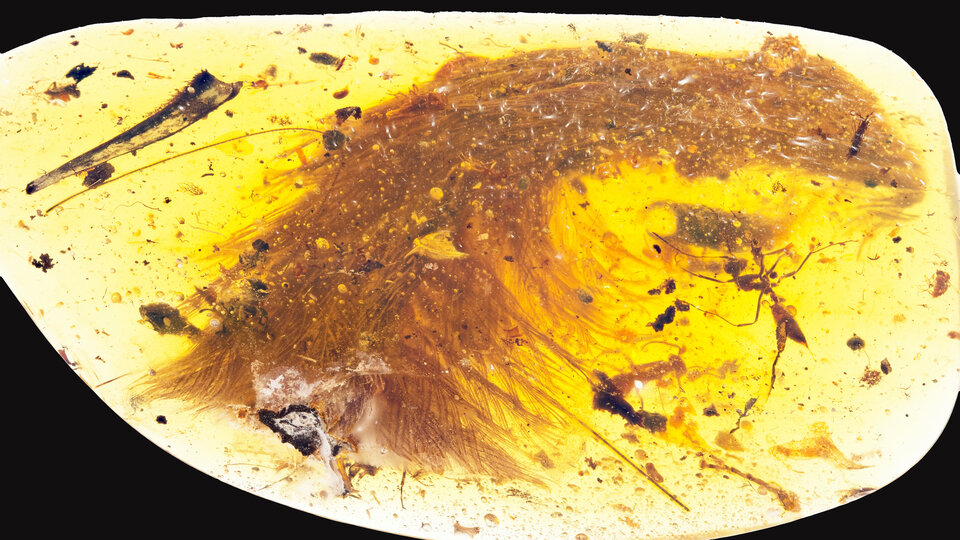 Tam 99 milyon yıllık! Kehribar taşında bulundu...