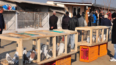 Hacizli güvercinlerin ihalesi başladı!