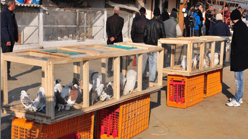 Hacizli güvercinlerin ihalesi başladı!