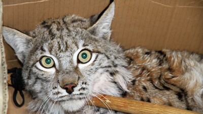 Yaralı vaşak için seferber oldular