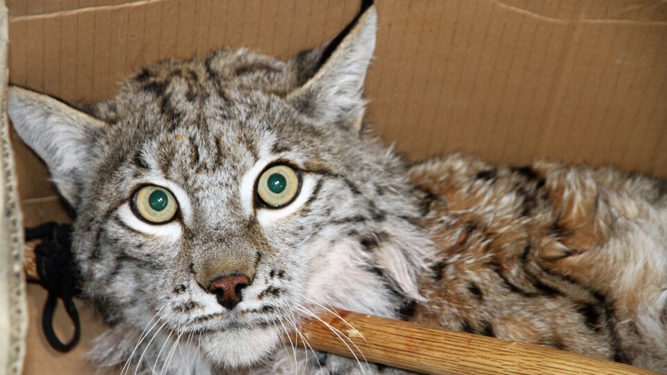 Yaralı vaşak için seferber oldular