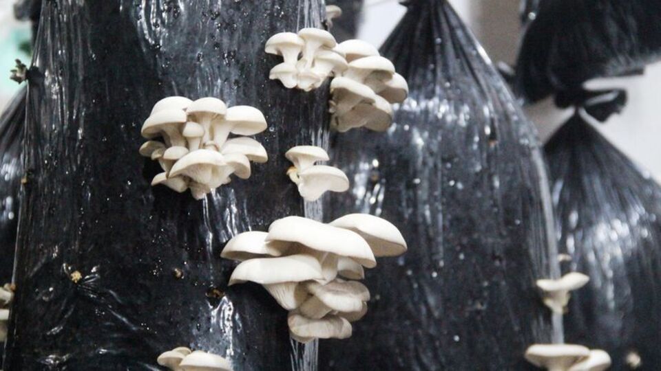 30 günde üretilip anında satılıyor!