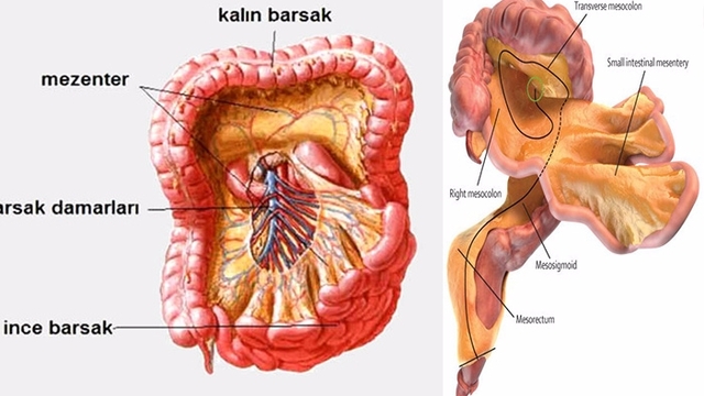 İnsan vücudunda yeni organ keşfedildi