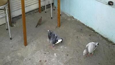 Adana'da güvercin cinayeti