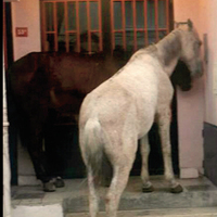 Ada'da şoke eden görüntü!