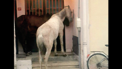 Ada'da şoke eden görüntü!
