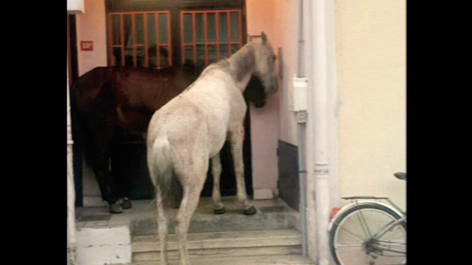 Ada'da şoke eden görüntü!