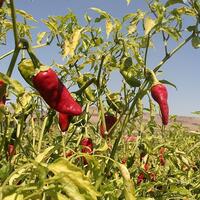 Acı biber ömrü uzatıyor!