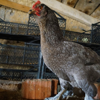 Bu şehirde saniyede bir koli yumurta üretiliyor