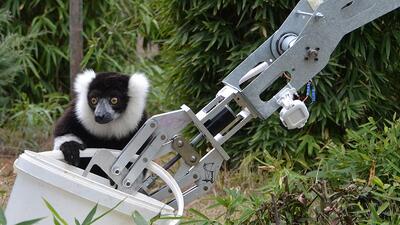 GÖKTÜRK'lerin robotu lemurları besledi!