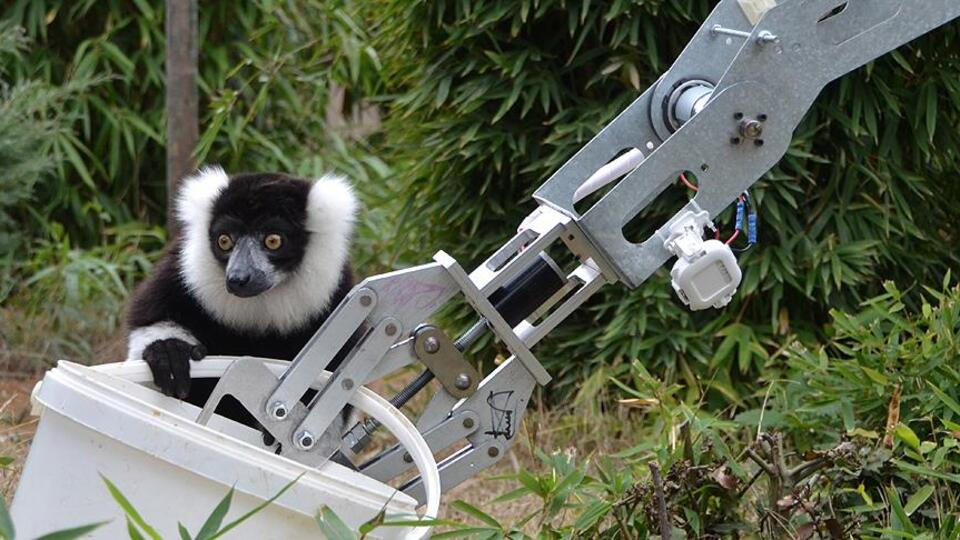 GÖKTÜRK'lerin robotu lemurları besledi!