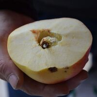 GDO'lu bu elma kesildikten 3 hafta sonra...