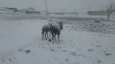 Şanlıurfa'da eşekler buz tuttu