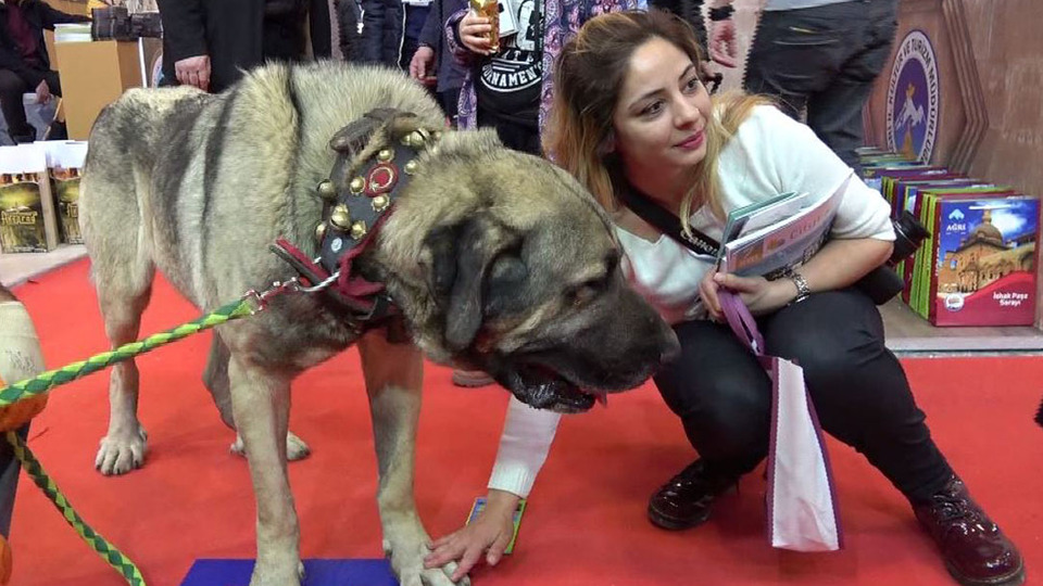 25 bin TL teklif edilen damızlık köpeği satmadı