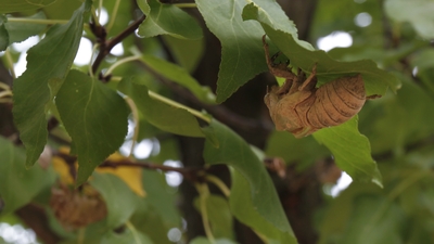Cırcır böceğinin sesini bir daha duyamayabiliriz!