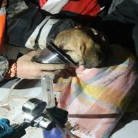 Türkiye onun için kenetlendi! Kuyu köpek şimdi ne yapıyor?