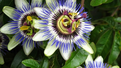 Passiflora ne işe yarar?