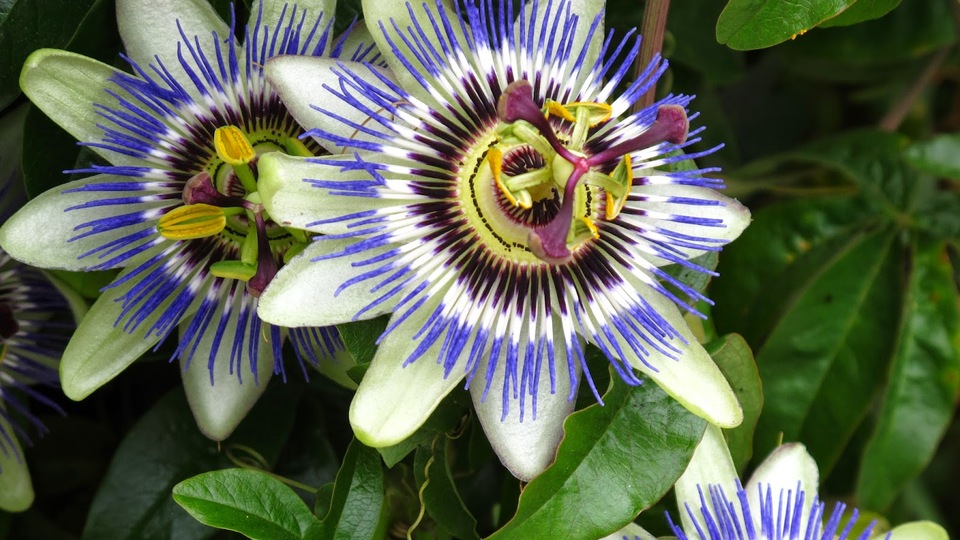 Passiflora ne işe yarar?