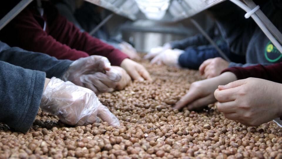 Fındık üreticilerine müjdeli haber