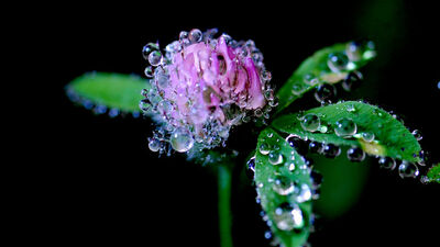 Cemre ne zaman düşecek?