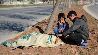 Aracın köpeğe çarptığını görünce...
