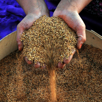 Güneydoğu'dan 299 milyon dolarlık hububat ihracatı