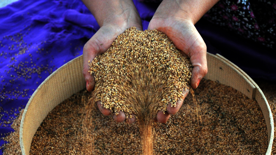 Güneydoğu'dan 299 milyon dolarlık hububat ihracatı