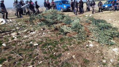 Hazine arazisine izinsiz dikilen 17 bin zeytin fidanı söküldü