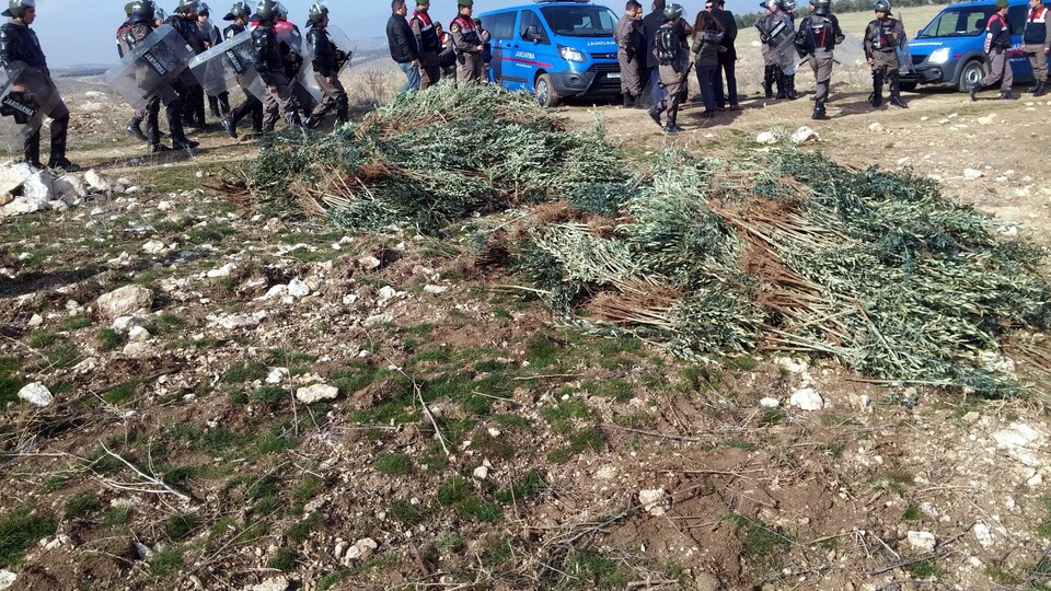 Hazine arazisine izinsiz dikilen 17 bin zeytin fidanı söküldü