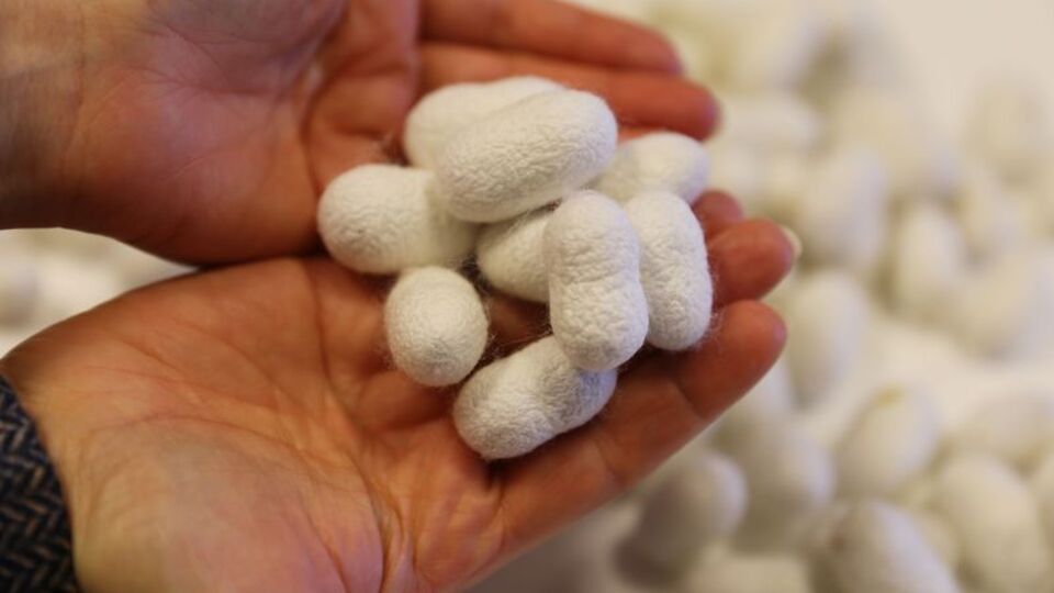 Kozadan yapılan yara bandı, şeker hastalarının yaralarına şifa olacak