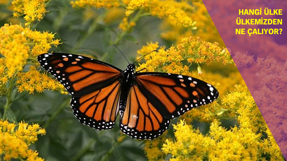 20 ülkeden gelen 'biyo'kaçakçılar Türkiye'yi mesken tuttu!