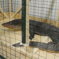 İnsanlığı Komodo ejderi mi kurtaracak?