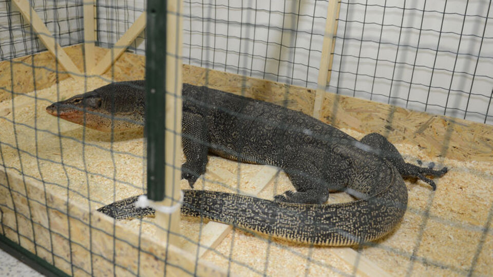 İnsanlığı Komodo ejderi mi kurtaracak?