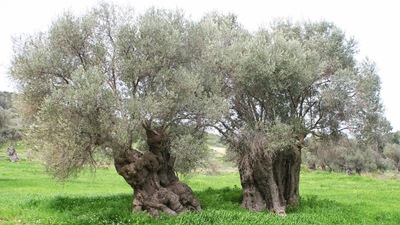 O plan ekonomiye kazanç sağlayacak!