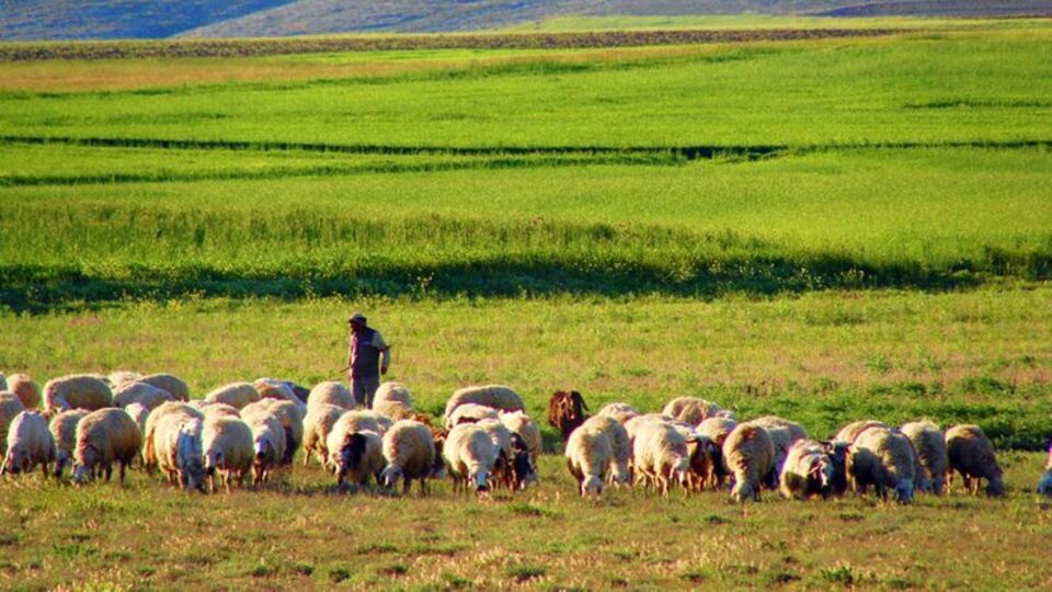 Dün çoban, bugün patron!