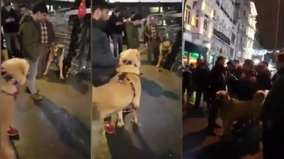 Hollanda'ya kangallı protesto