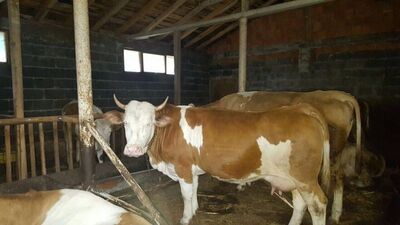 Diplomatik krizin ilk kurbanı işte bu inek!