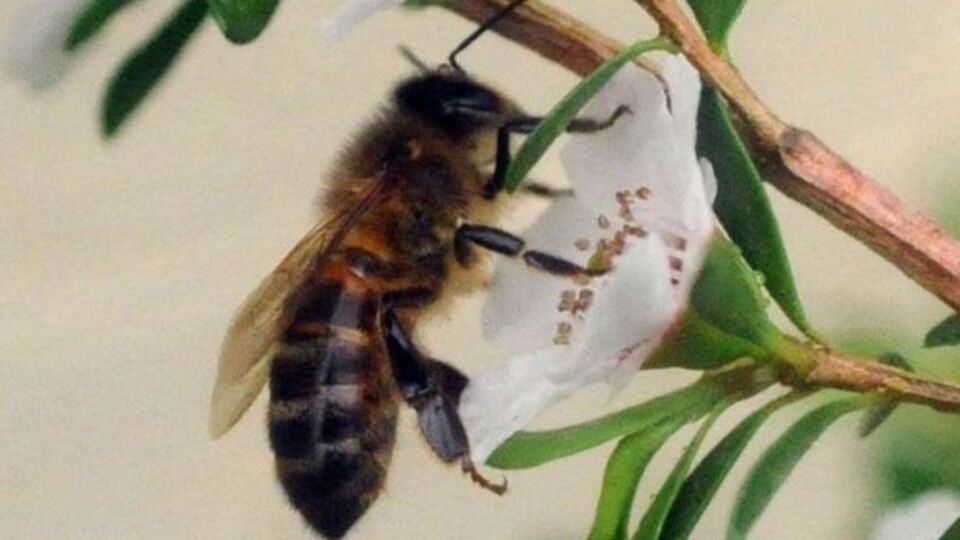 Manuka balının faydaları nelerdir?