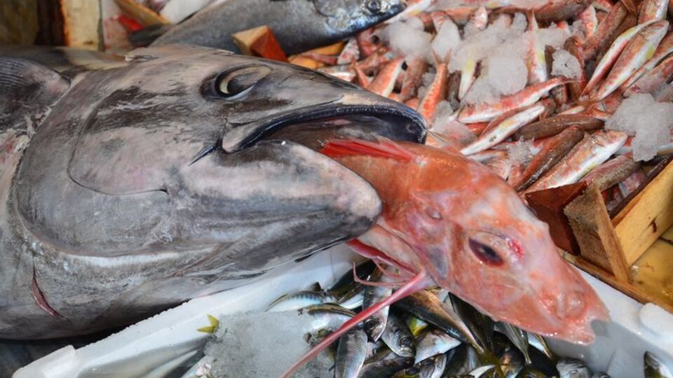 Dev orkinosun fiyatı dudak uçuklattı!