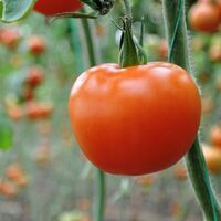 Rusya'dan çok kritik Türk domatesi açıklaması!