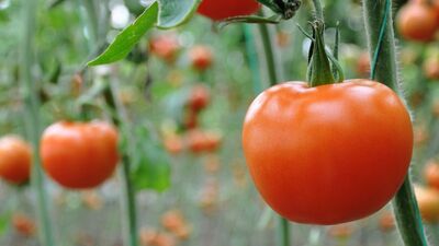 Rusya'dan çok kritik Türk domatesi açıklaması!